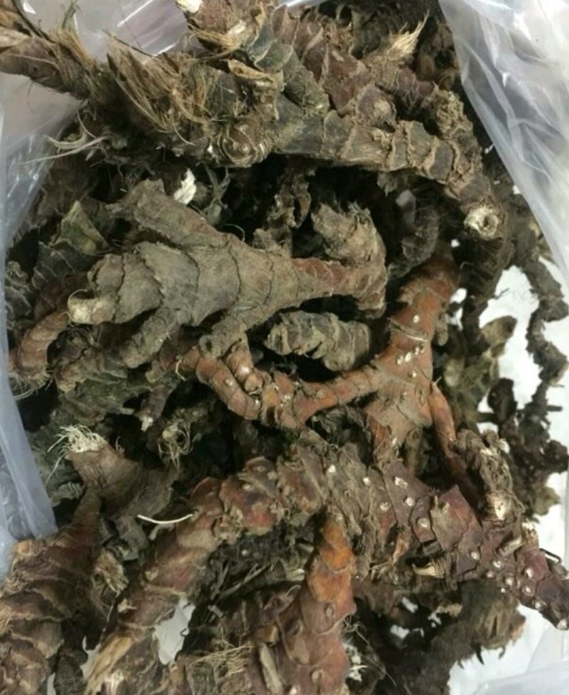 石菖蒲大叶干货