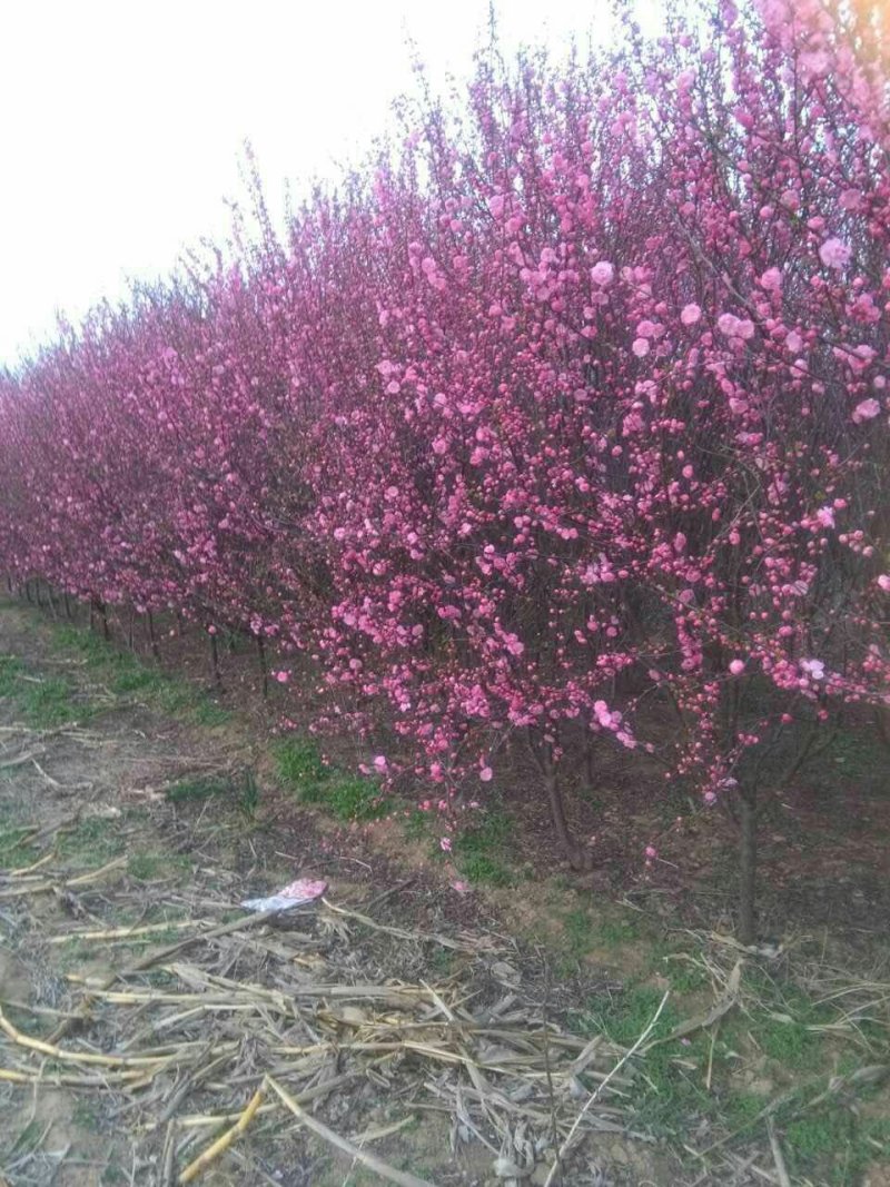 榆叶梅5-6公分，大小规格都有，质量保证