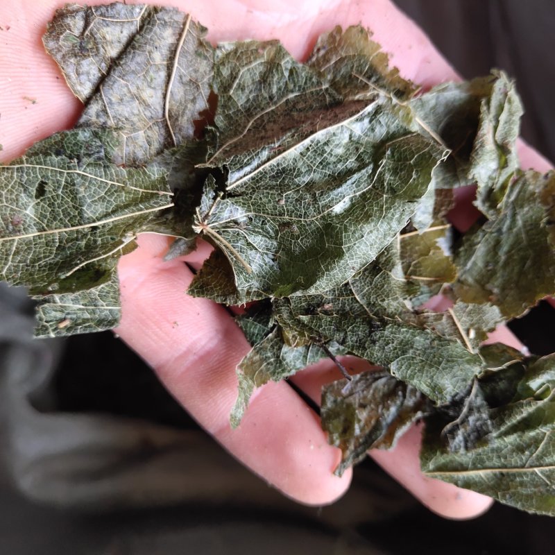 淫羊藿羊油炙淫羊藿新货批发各种规格中药材