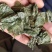 淫羊藿羊油炙淫羊藿新货批发各种规格中药材