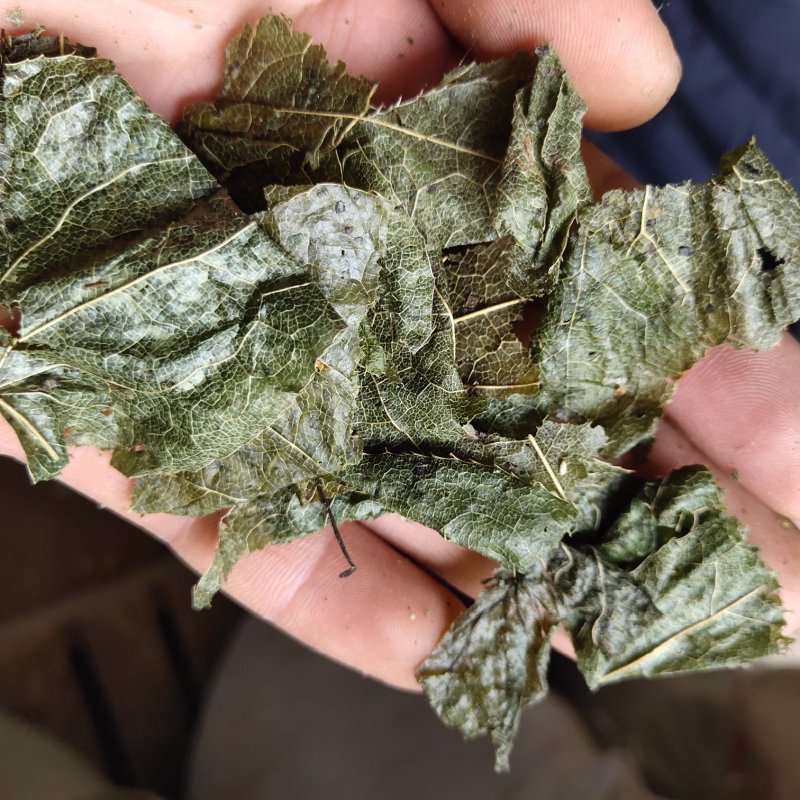淫羊藿羊油炙淫羊藿新货批发各种规格中药材