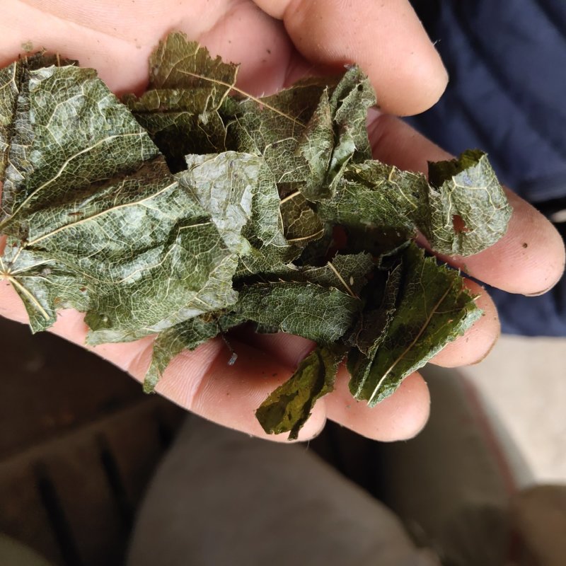 淫羊藿羊油炙淫羊藿新货批发各种规格中药材