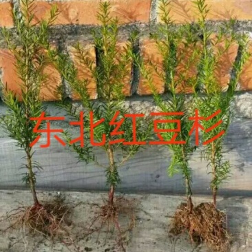 红豆杉
