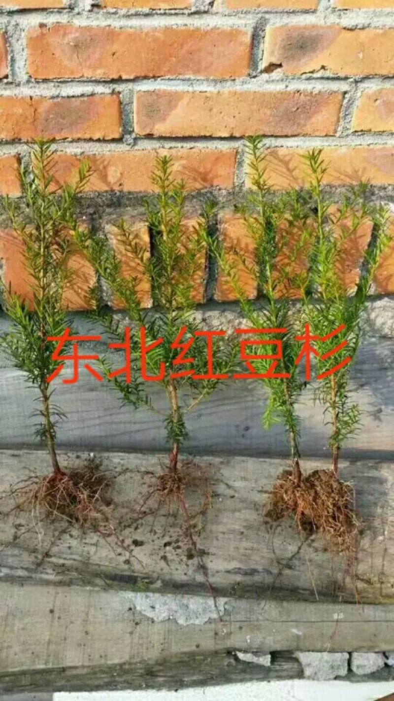 红豆杉