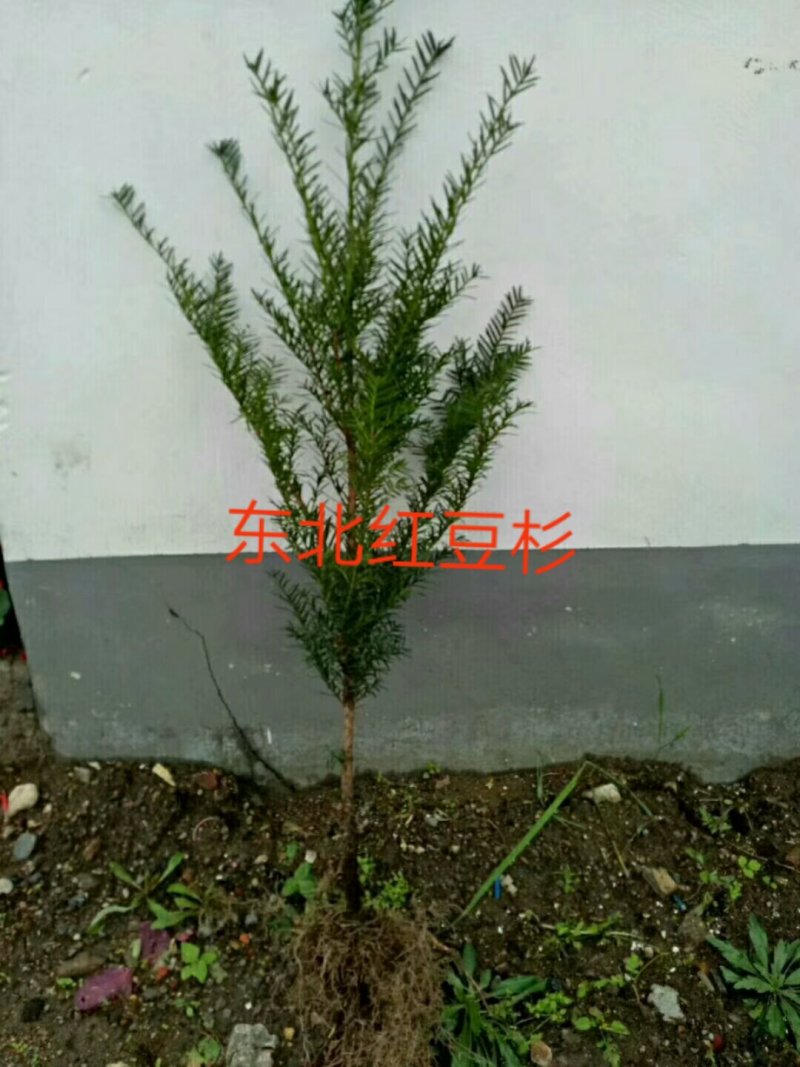 红豆杉