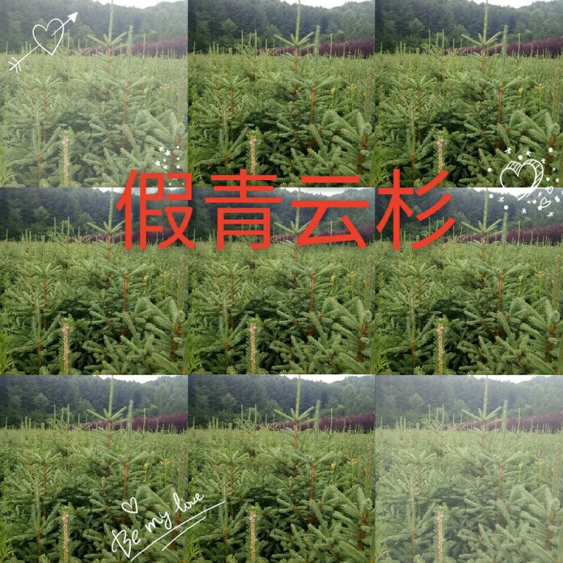 红豆杉