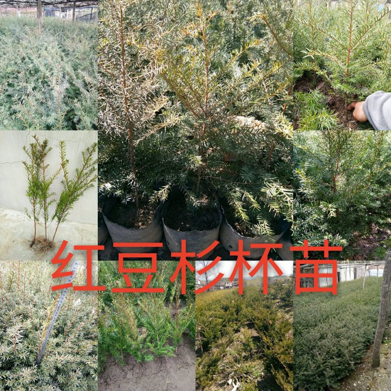 红豆杉