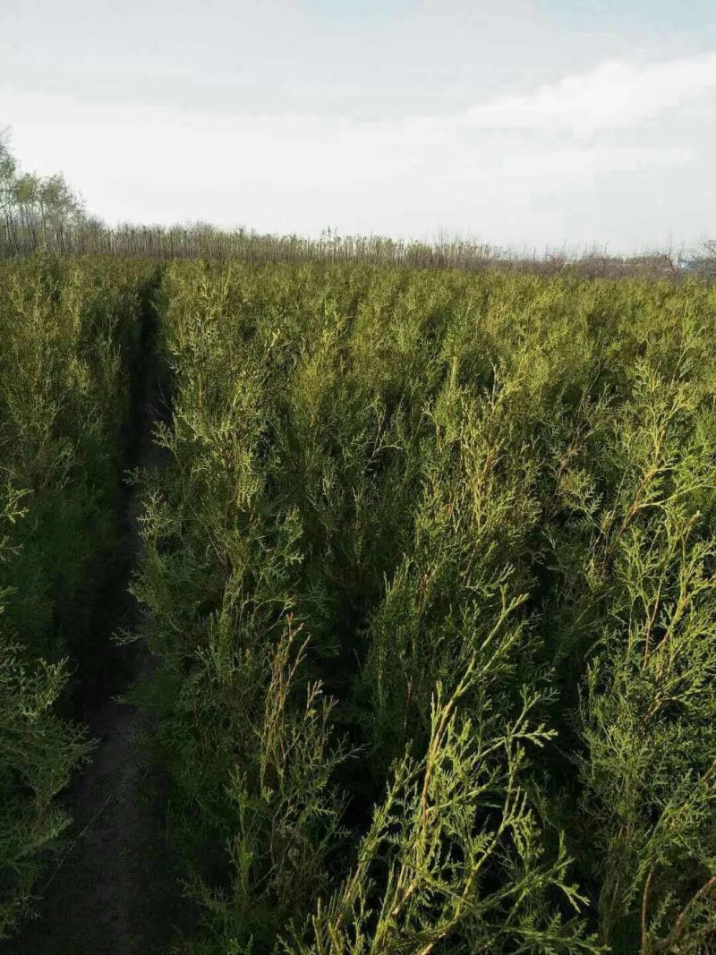 侧柏，各种规格的侧柏苗。