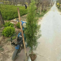 侧柏，各种规格的侧柏苗。