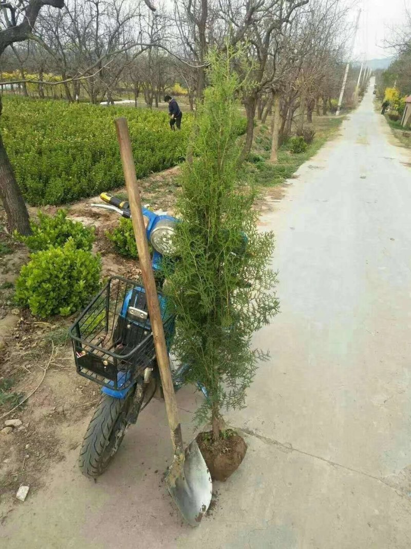 侧柏，各种规格的侧柏苗。