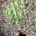 海桐小毛球2.85绿化苗木花灌木色块绿篱苗海桐球