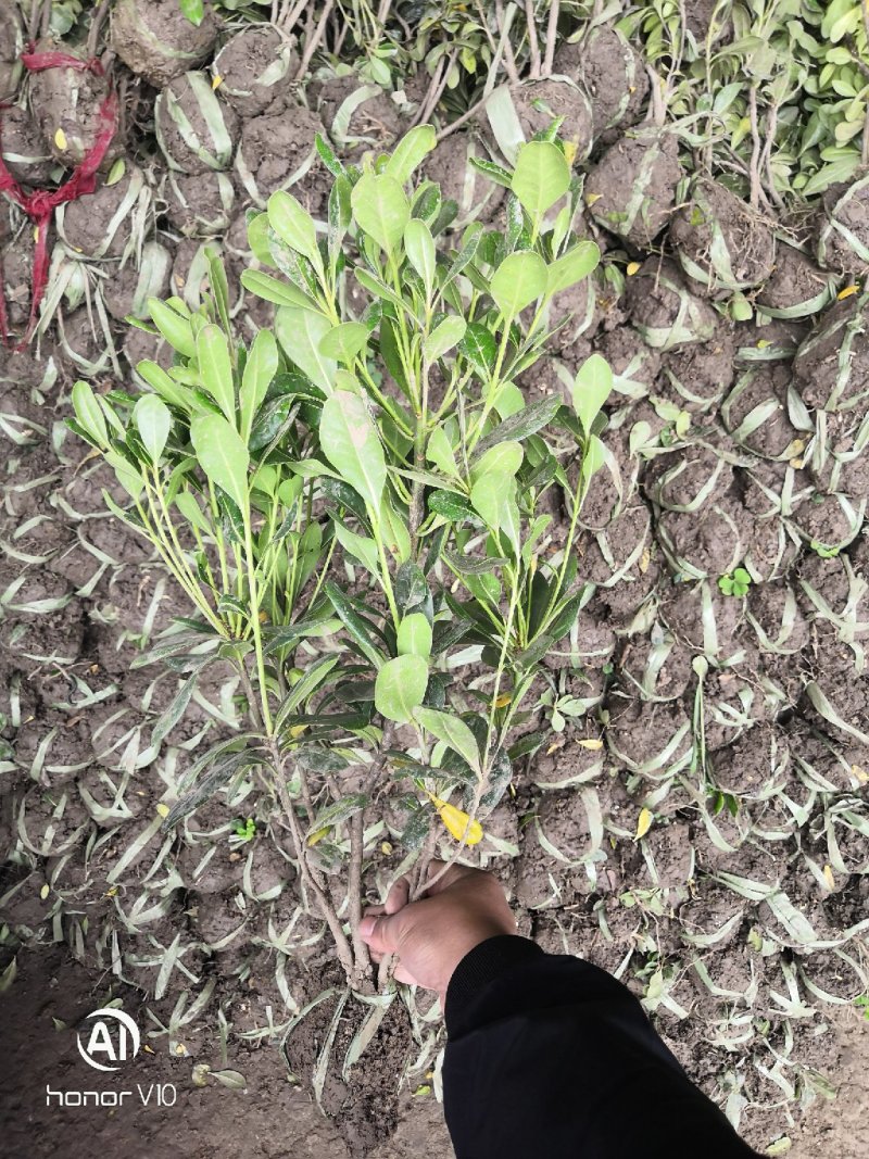 海桐小毛球2.85绿化苗木花灌木色块绿篱苗海桐球