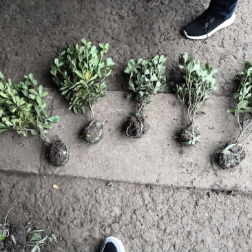 海桐小毛球2.85绿化苗木花灌木色块绿篱苗海桐球