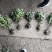 海桐小毛球2.85绿化苗木花灌木色块绿篱苗海桐球