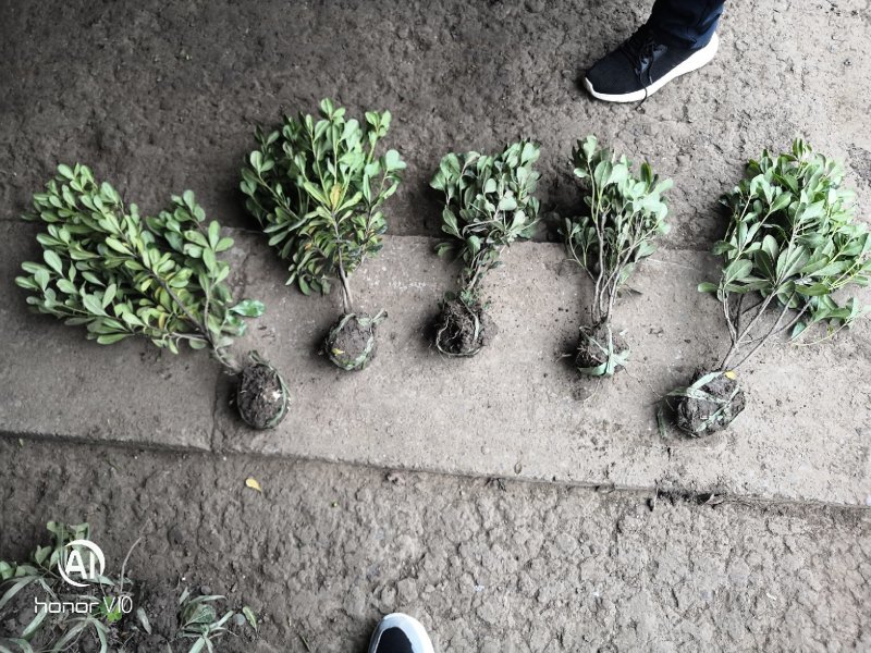 海桐小毛球2.85绿化苗木花灌木色块绿篱苗海桐球