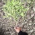 海桐小毛球2.85绿化苗木花灌木色块绿篱苗海桐球