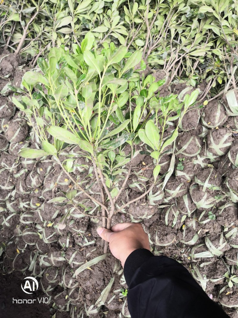 海桐小毛球2.85绿化苗木花灌木色块绿篱苗海桐球