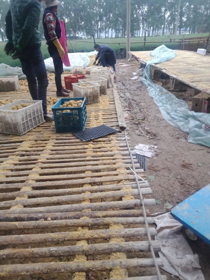 河南手工制作变蛋五香变蛋双黄变蛋