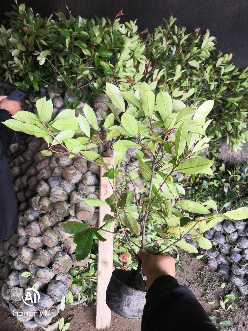 红叶石楠小杯苗大杯苗大桶苗均有红叶石楠球