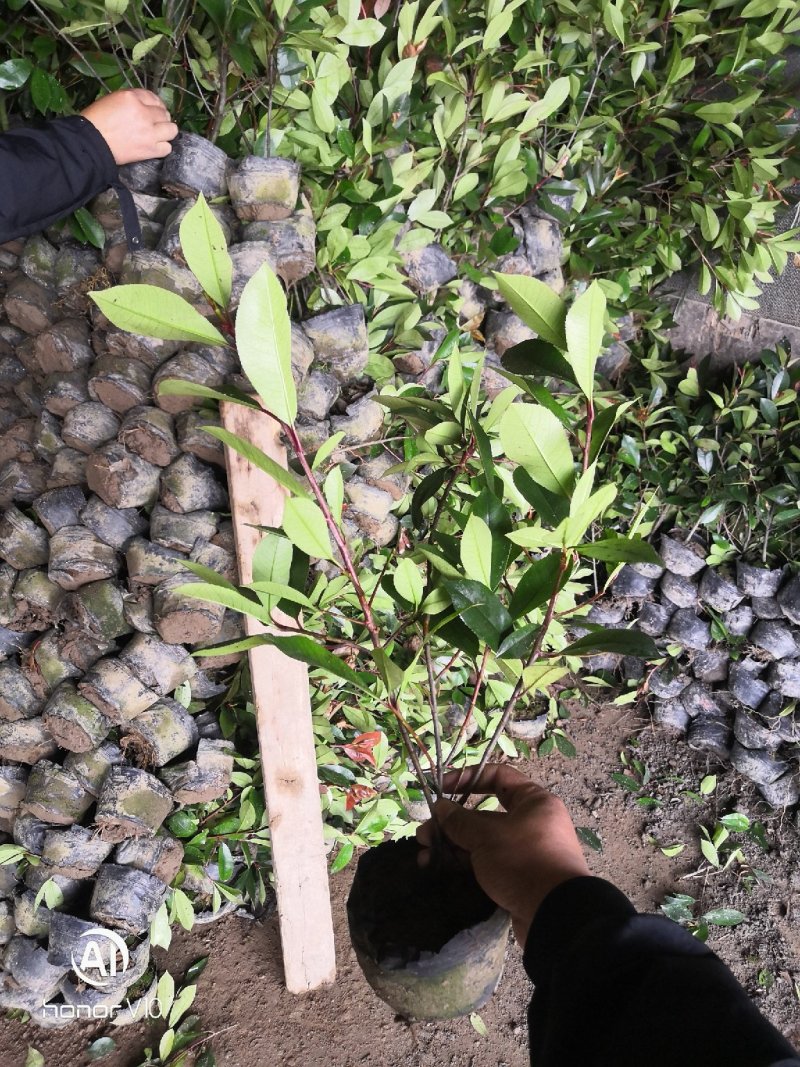 红叶石楠小杯苗大杯苗大桶苗均有红叶石楠球