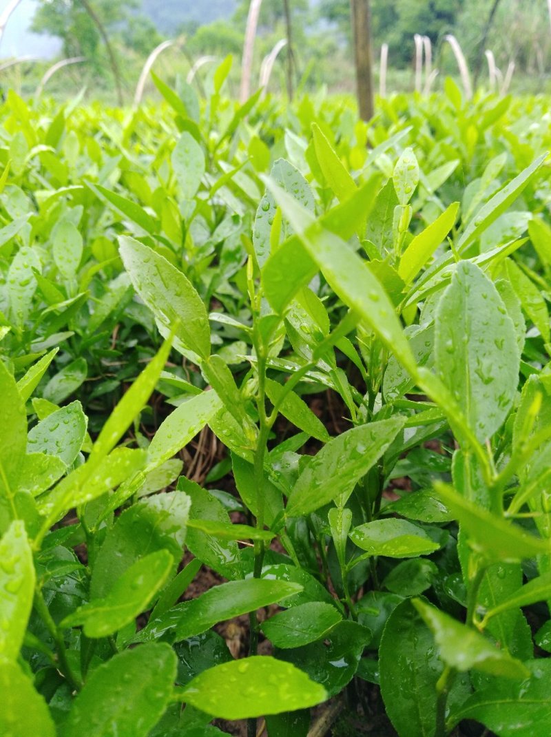 小叶软枝香橙小苗