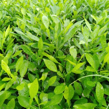 小叶软枝香橙小苗