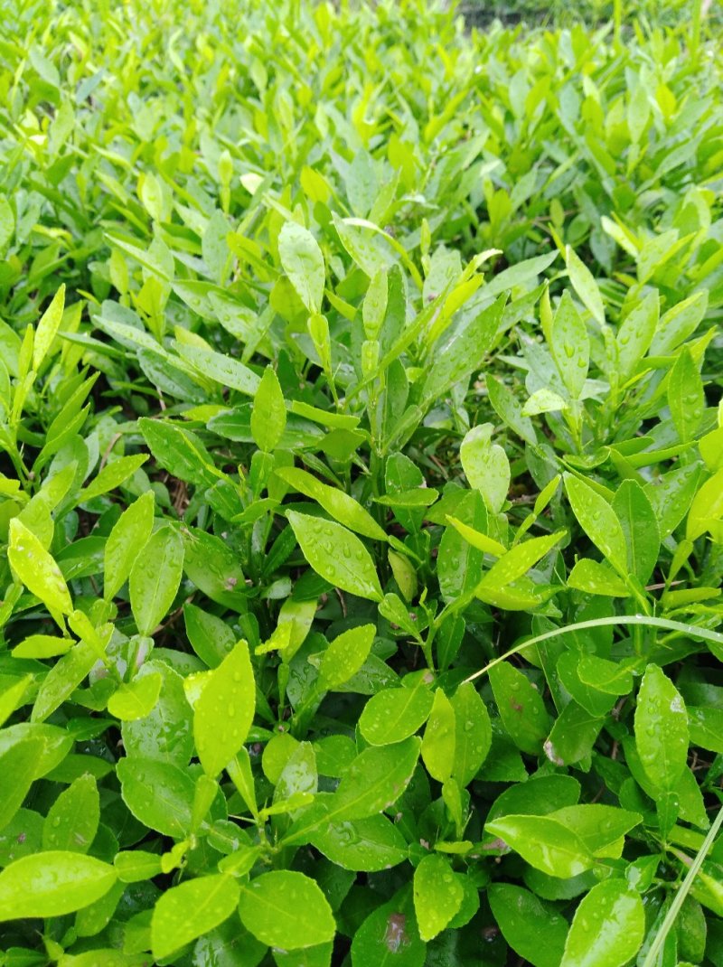 小叶软枝香橙小苗