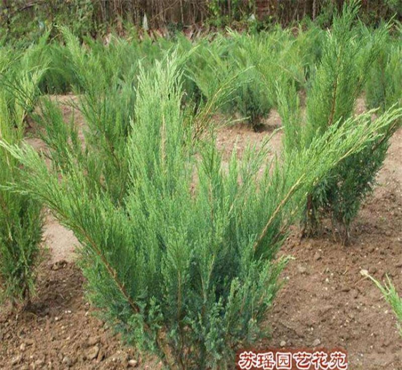 地柏沙地柏四季常青苗木易栽活好管理规格齐全