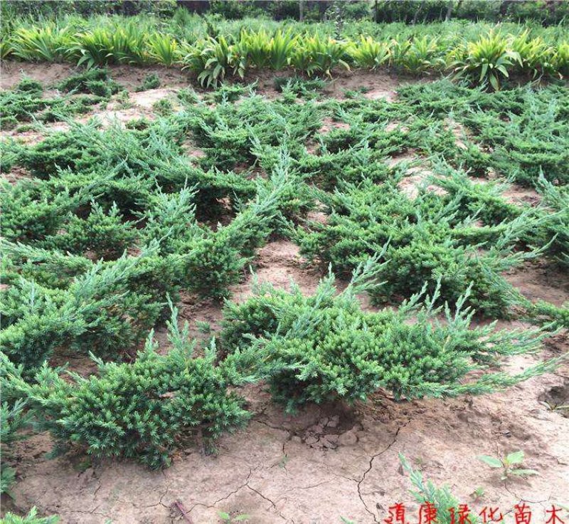 地柏沙地柏四季常青苗木易栽活好管理规格齐全