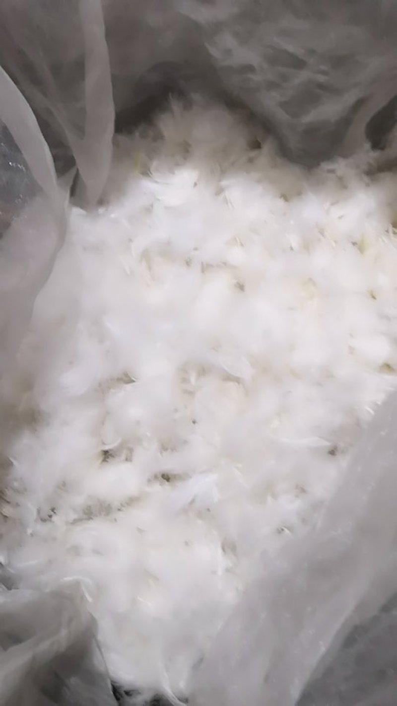 白鹅毛