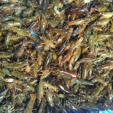 小龙虾苗成活率高