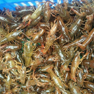 小龙虾苗深水苗