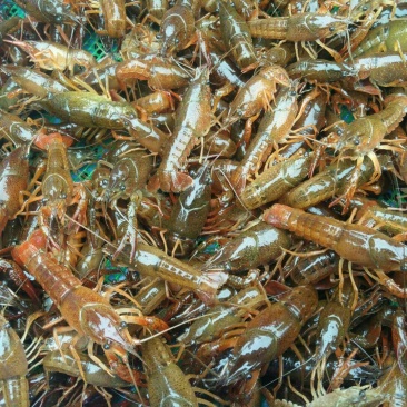小龙虾苗深水苗