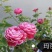 树状月季
