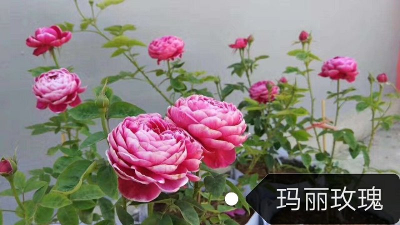 树状月季