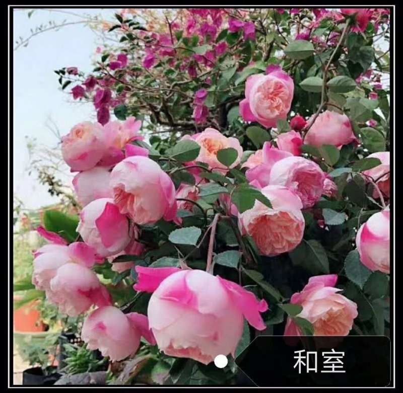 树状月季
