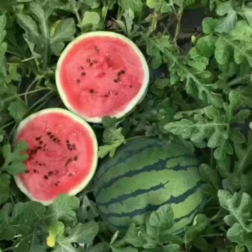 大量甜王西瓜上市全部现货现货保质保量