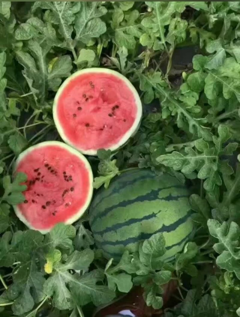 大量甜王西瓜上市全部现货现货保质保量