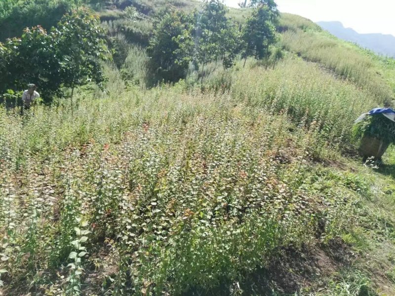 乌梅苗管理