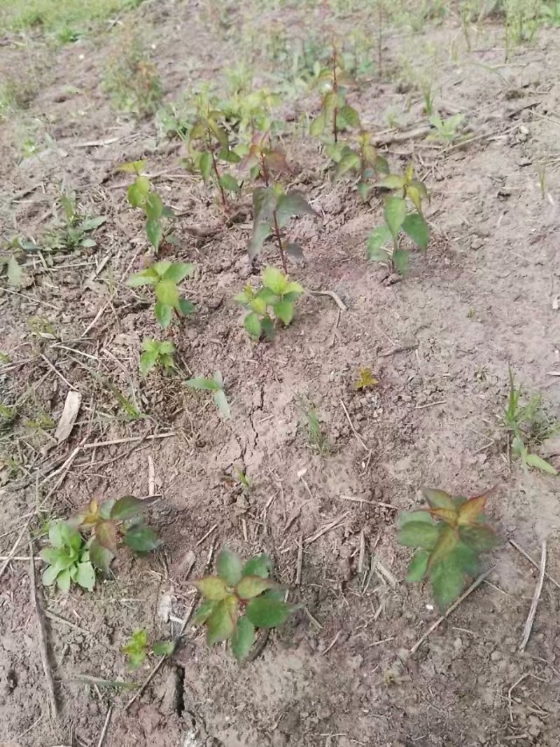 乌梅苗管理