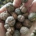 草豆蔻海南大粒无硫高含量一公斤起包邮量大从优
