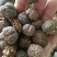 草豆蔻海南大粒无硫高含量一公斤起包邮量大从优