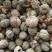 草豆蔻海南大粒无硫高含量一公斤起包邮量大从优