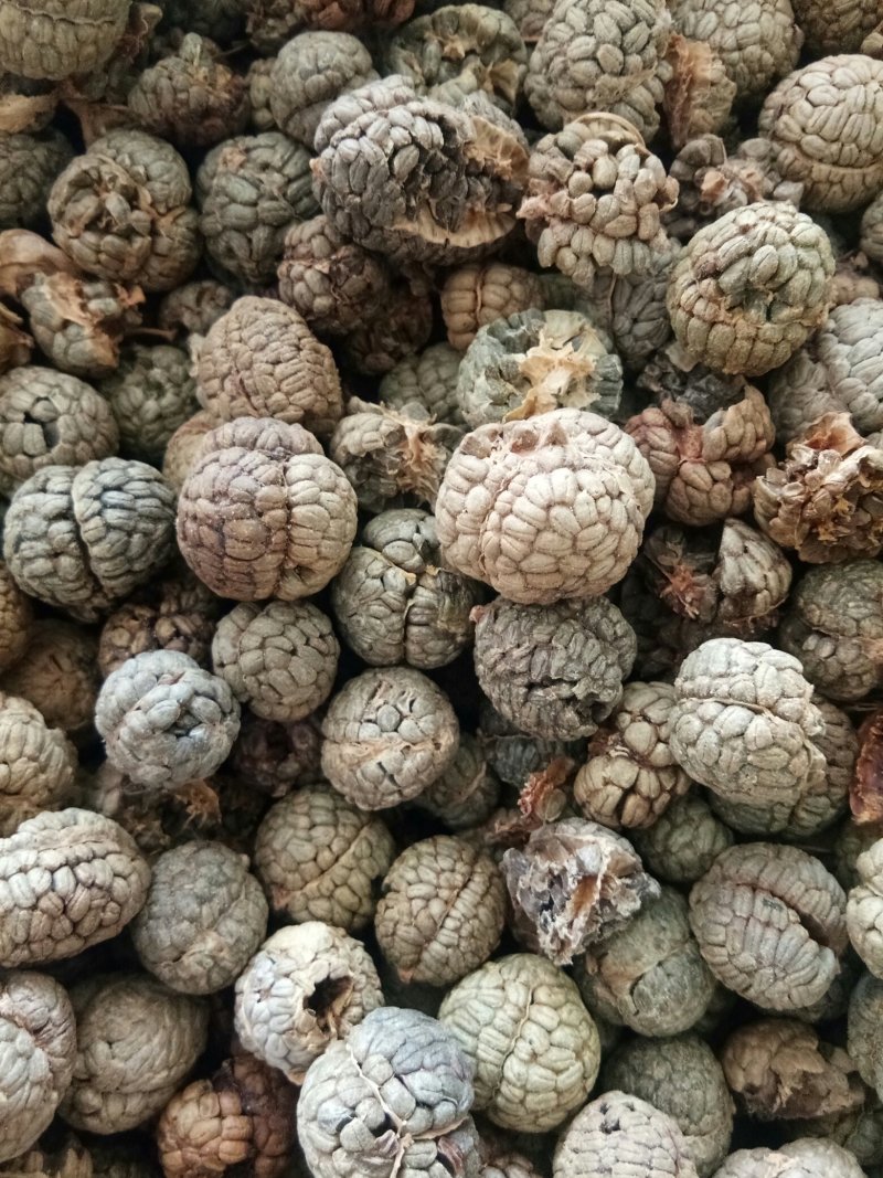 草豆蔻海南大粒无硫高含量一公斤起包邮量大从优