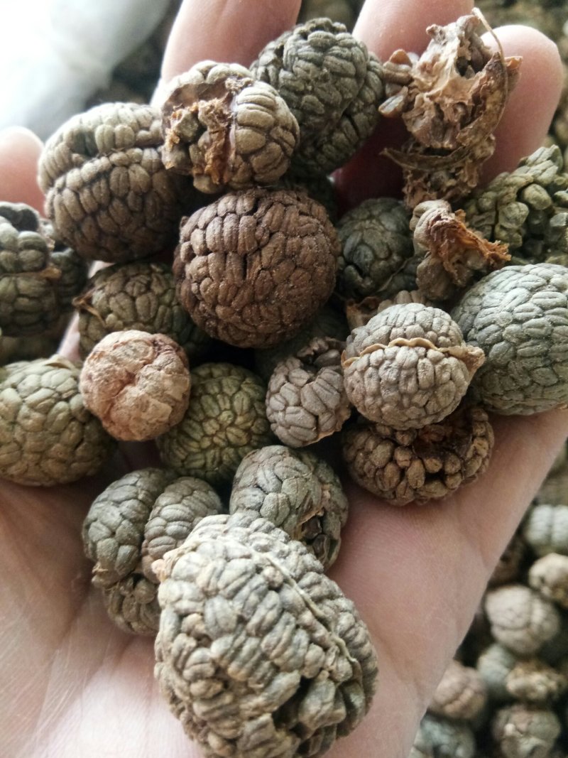 草豆蔻海南大粒无硫高含量一公斤起包邮量大从优
