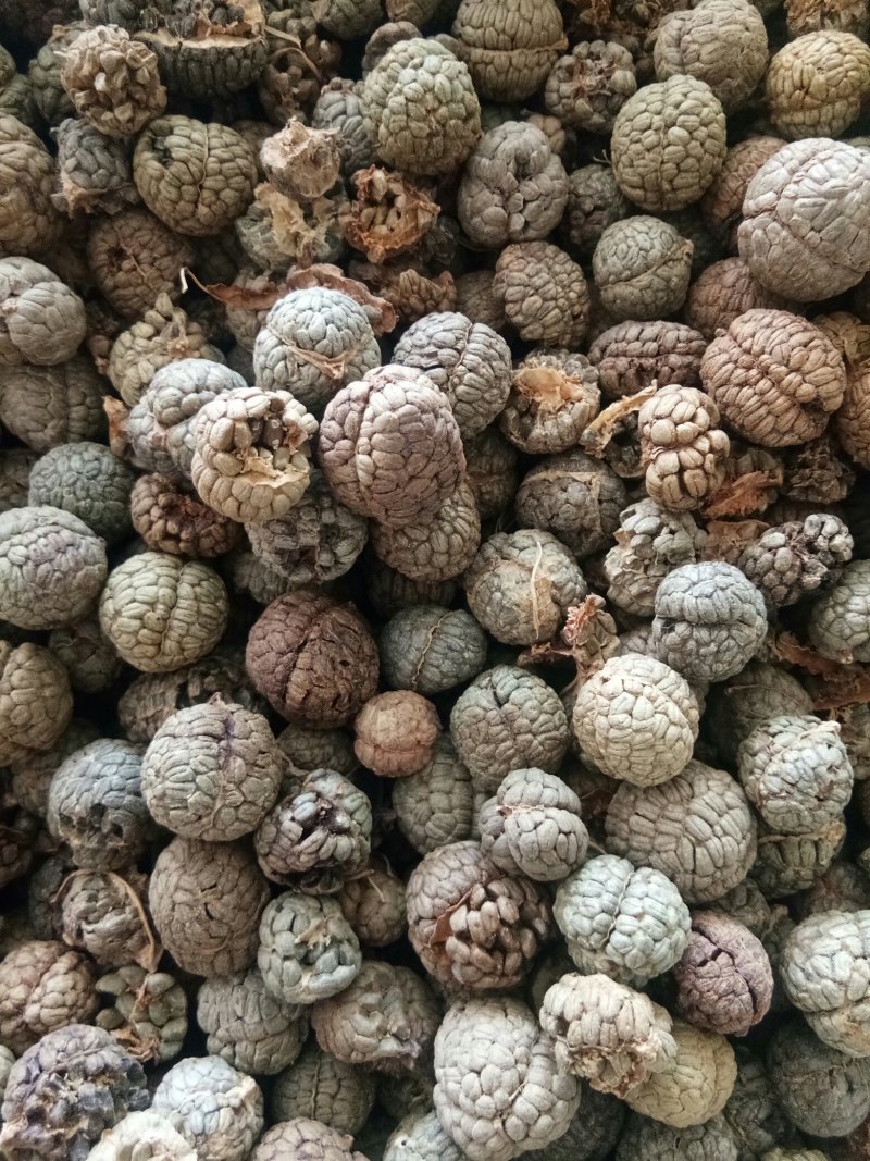 草豆蔻海南大粒无硫高含量一公斤起包邮量大从优