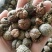 草豆蔻海南大粒无硫高含量一公斤起包邮量大从优
