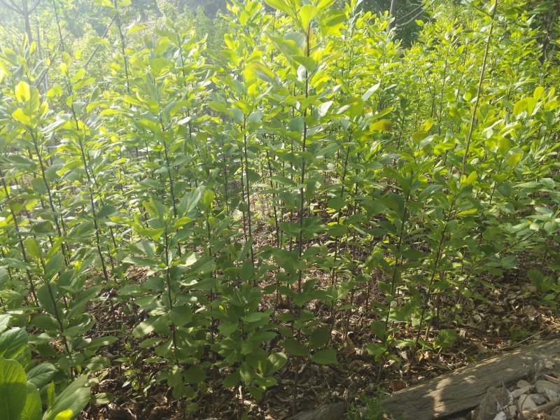 玉兰苗