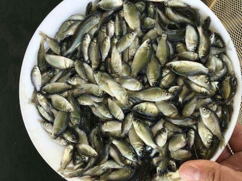 中科五号良种鲫鱼苗黄金鲫湘云鲫工程鲫包邮包活