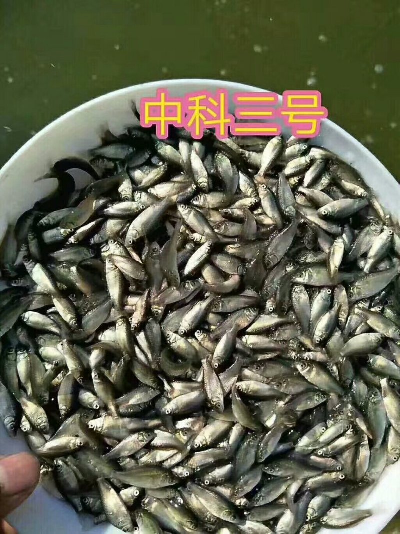 中科五号良种鲫鱼苗黄金鲫湘云鲫工程鲫包邮包活